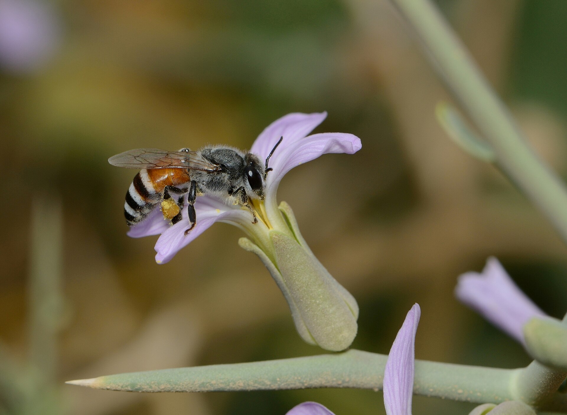 Flowers Apis Florea Worker 1 Full HD Wallpaper #3742