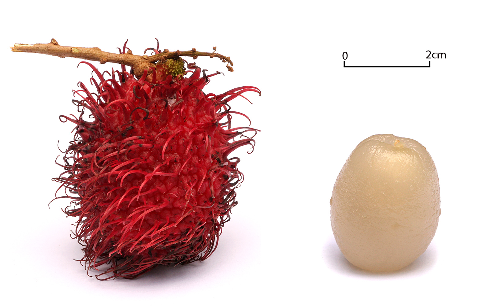 Mobile Wallpaper Rambutan White Background Alt HD Wallpaper #3439