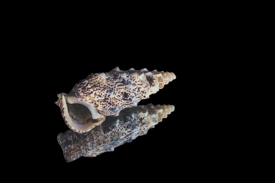 Nature Detailed Image Of A Sea Snail Shell With Intricate Patterns, Reflected On A Black Surface. HD Wallpaper #3825