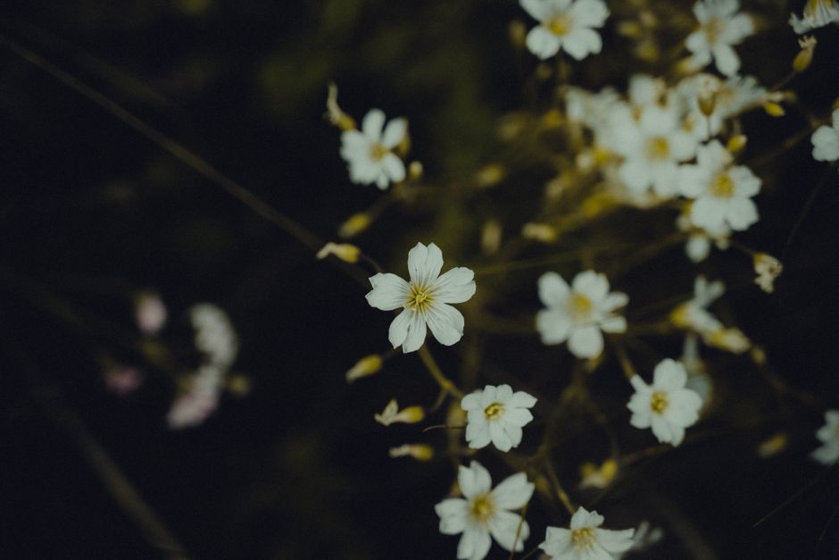 Nature Close Up Of Delicate White Flowers With Dark Blurred Background, Highlighting Natural Beauty. HD Wallpaper #3835